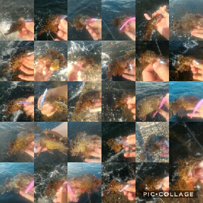 ガシラのみポンポン